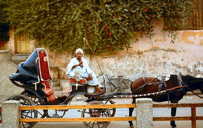 Onze&nbsp;koets&nbsp;met&nbsp;koetsier&nbsp;in&nbsp;1980
