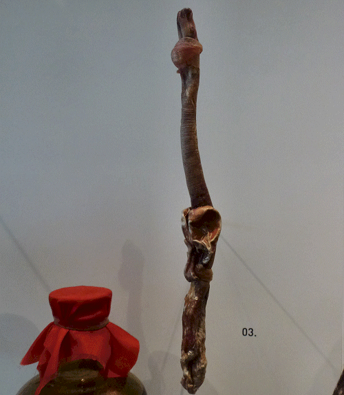 Penis grote wilde kat - mag niet worden ingevoerd