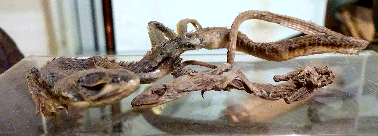 Tussen&nbsp;grote&nbsp;peperkorrels&nbsp;aangetroffen&nbsp;reptiel