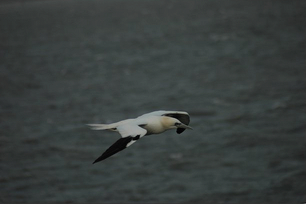 Jan&nbsp;van&nbsp;Gent