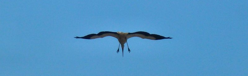 Ooievaar&nbsp;gaat&nbsp;landen&nbsp;op&nbsp;zijn&nbsp;nest