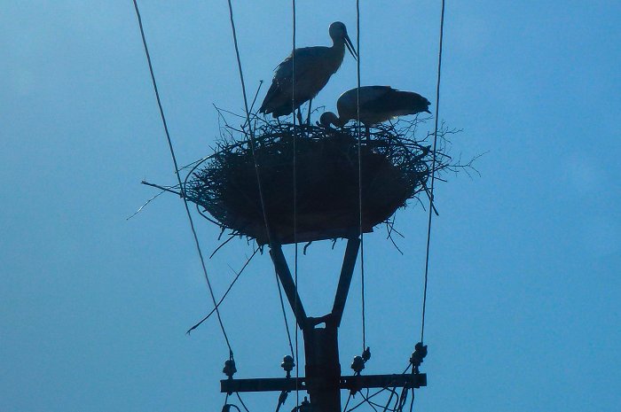 Ooievaars&nbsp;op&nbsp;hun&nbsp;nest