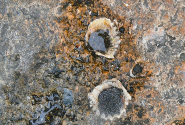 Schelpen&nbsp;in&nbsp;het&nbsp;plaveisel