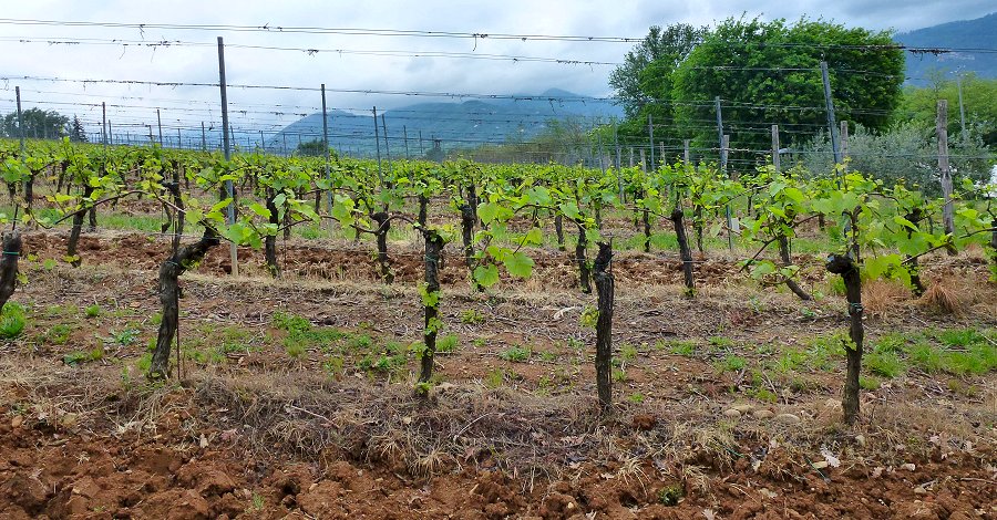 Wijngaarden&nbsp;il&nbsp;Poggia