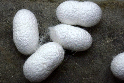 Cocons van zijderups