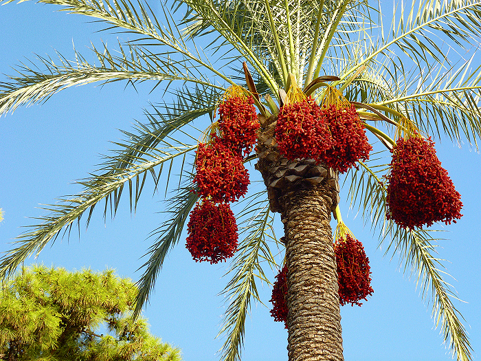 Palmboom