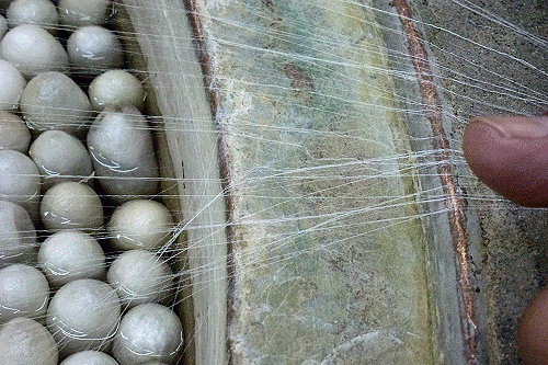 Zijden draden trekken van cocons