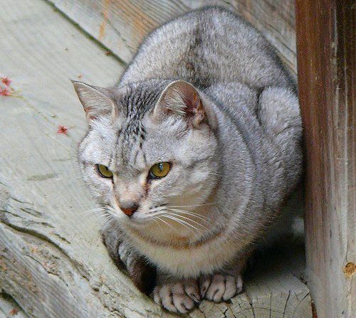 Japanse kat